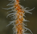   whip coral shrimp night  